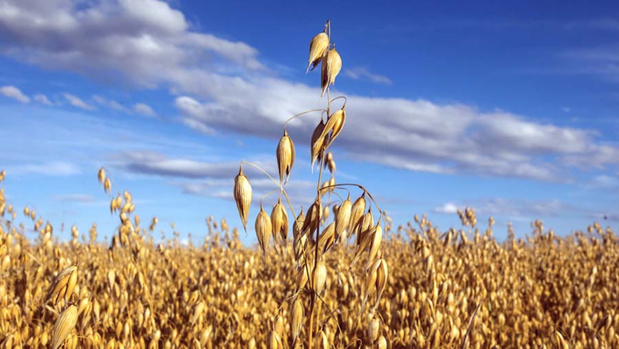 Mascani Oat Seed - Premium Winter Variety for Exceptional Grain Quality