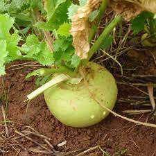 Green Globe Turnip