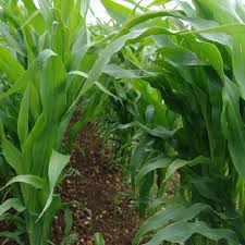 Late Shot Gamecover Maize