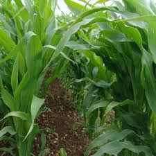 Late Shot Gamecover Maize