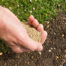 Lawn Seed
