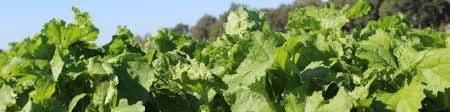 Leafy Turnip - Non Bulbing