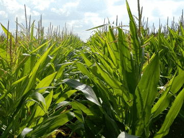 Rapid Fire Gamecover Maize
