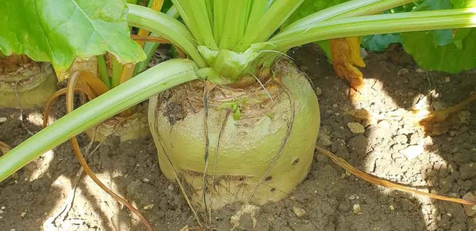 Delicante Fodder Beet Seed
