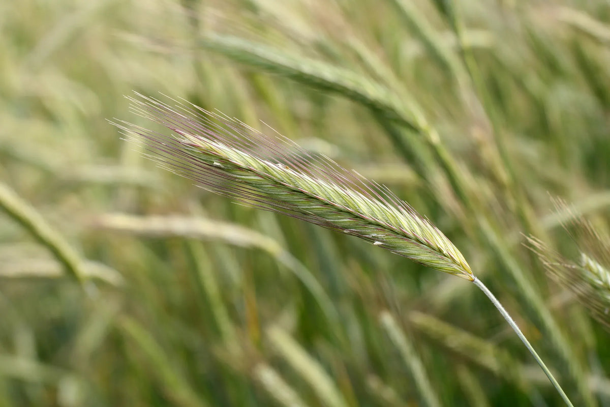 Poseidon Hybrid Winter Rye Seed