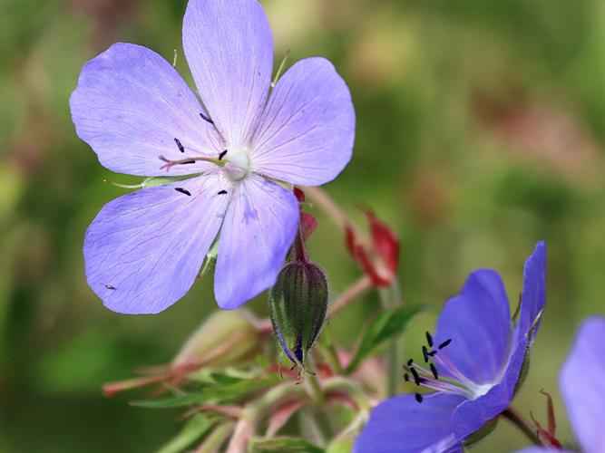 Pro Flora 3 – Damp Soils Wildflower & Grass Seed Mix