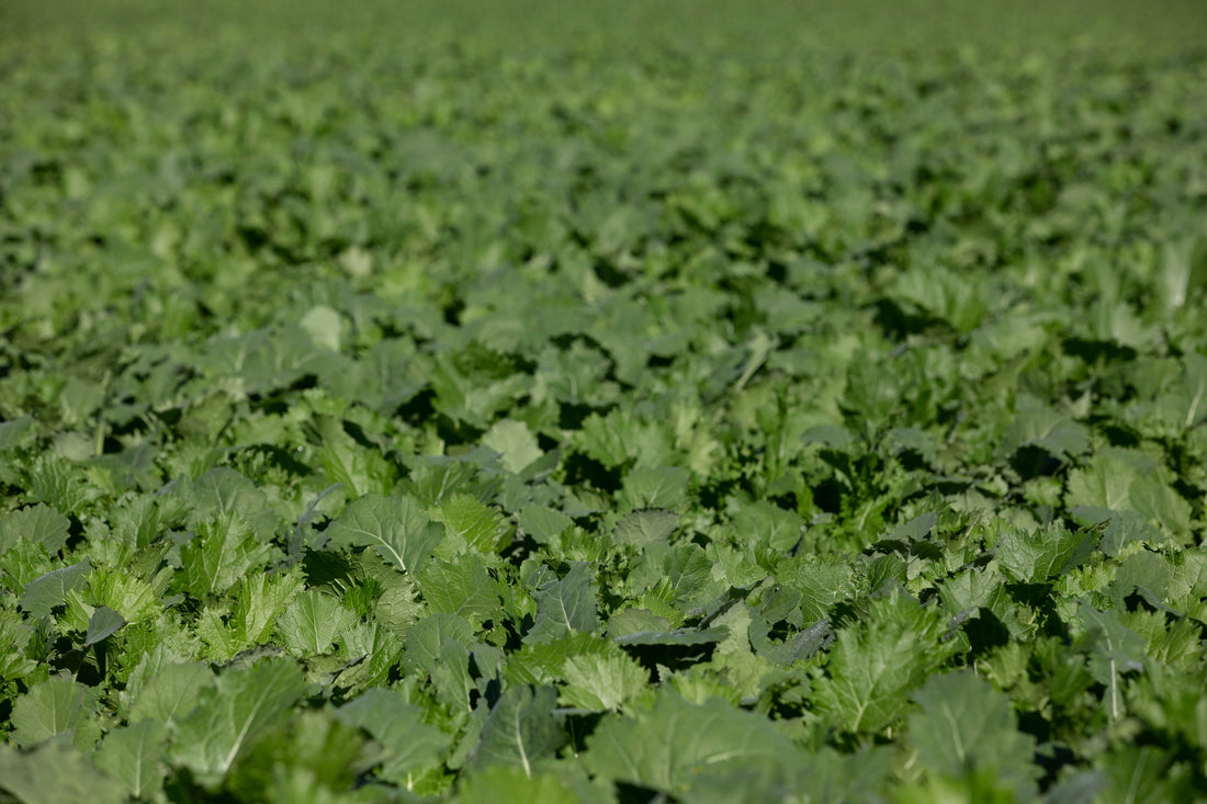 Forage Rape or Stubble Turnips - Which one to choose.