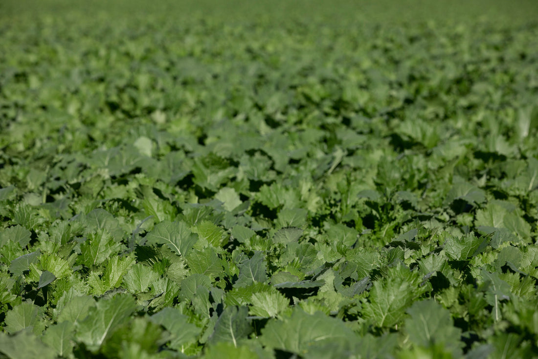 Forage Rape or Stubble Turnips - Which one to choose. - The Puzzle Seed Company