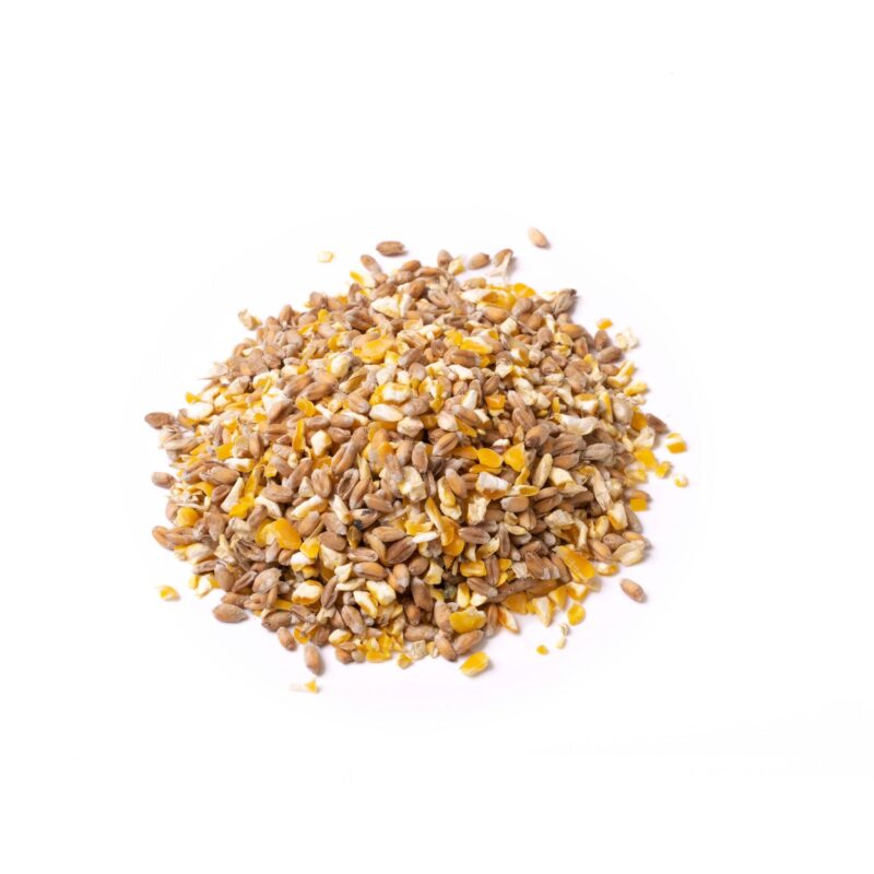 Keeping Chickens Happy and Healthy: Winter Feeding & Care for Your Flock - The Puzzle Seed Company