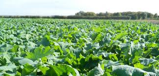 Why Forage Rape is the Ultimate Summer Catch Crop - The Puzzle Seed Company