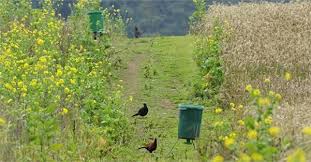 Supplementary Winter Bird Feeding