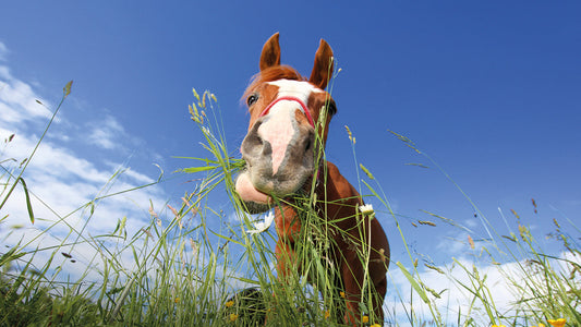 The Winter Paddock: 5 Tips for Low-Sugar Grazing When Grass is Scarce - The Puzzle Seed Company