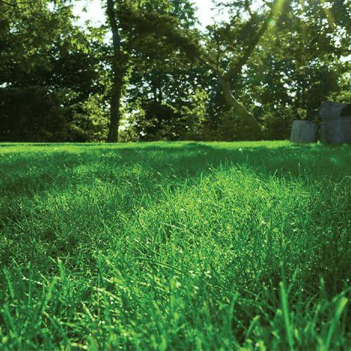 Winter Proofing Your Hard-Wearing Lawn: Essential Steps for a Resilient Spring - The Puzzle Seed Company