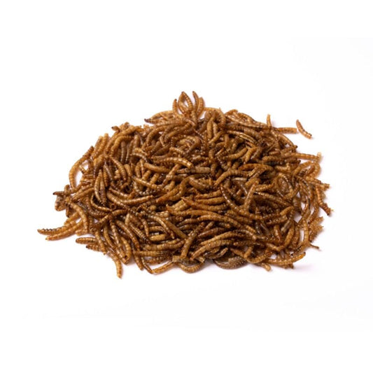 Suet, Mealworms &amp; Special Feeds: When and Why to Use Them - The Puzzle Seed Company