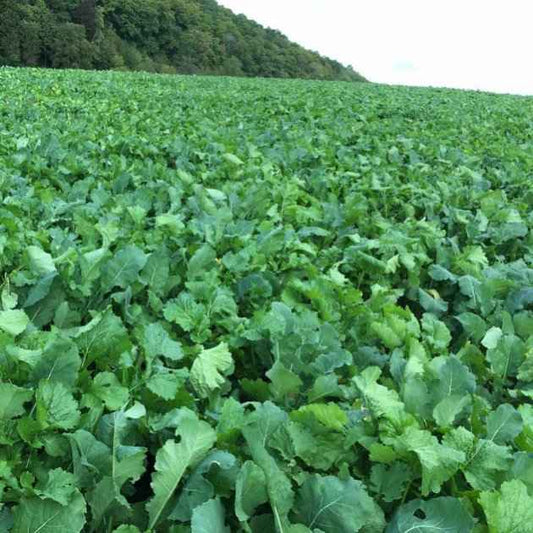 Rapid Root: The All-in-One Brassica Mix for Fattening Stock - The Puzzle Seed Company