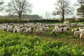 How to Get the Most from Stubble Turnips: Sowing After Cereal Harvest - The Puzzle Seed Company