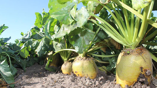 Roots Sow What? Fodder Beet: A Versatile Energy Source for UK Livestock Systems