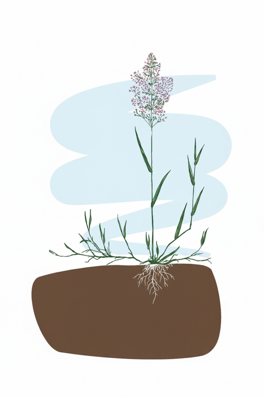 Common Bentgrass (Agrostis capillaris) — Fine-Leaved Perennial for Lawns, Golf & Amenity - The Puzzle Seed Company
