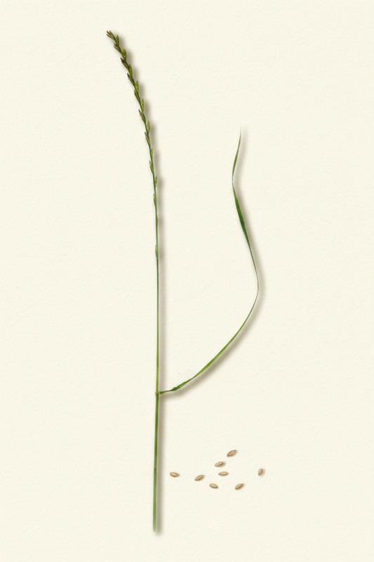 Festulolium (Hybrid) Grass (Festulolium) — The Resilient High-Yielding Cross Between Ryegrass & Fescue - The Puzzle Seed Company
