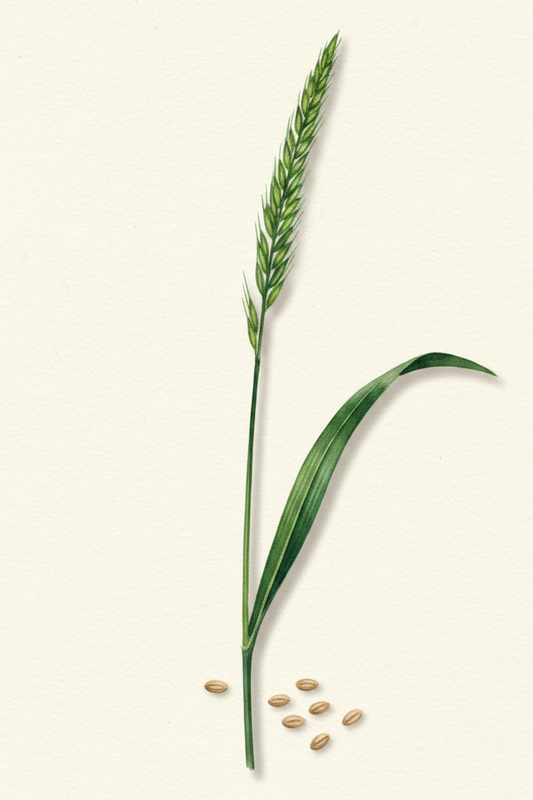 Hybrid Ryegrass (Lolium x hybridum hausskn) — High-Yielding Silage Grass with Lasting Persistence - The Puzzle Seed Company