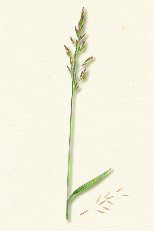 Meadow Fescue (Schedonorus pratensis) — A Traditional Grazing & Hay Grass for Low-Fertility Soils - The Puzzle Seed Company