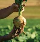 How to Grow Swedes: Varieties, Sowing Tips, and Winter Feed Planning - The Puzzle Seed Company