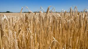 Winter Barley