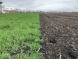 Cereal Cover Crop Straights