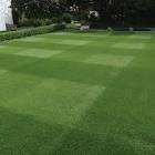 DLF Masterline Lawn Seed