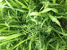 Companion, Catch and Cover Crops