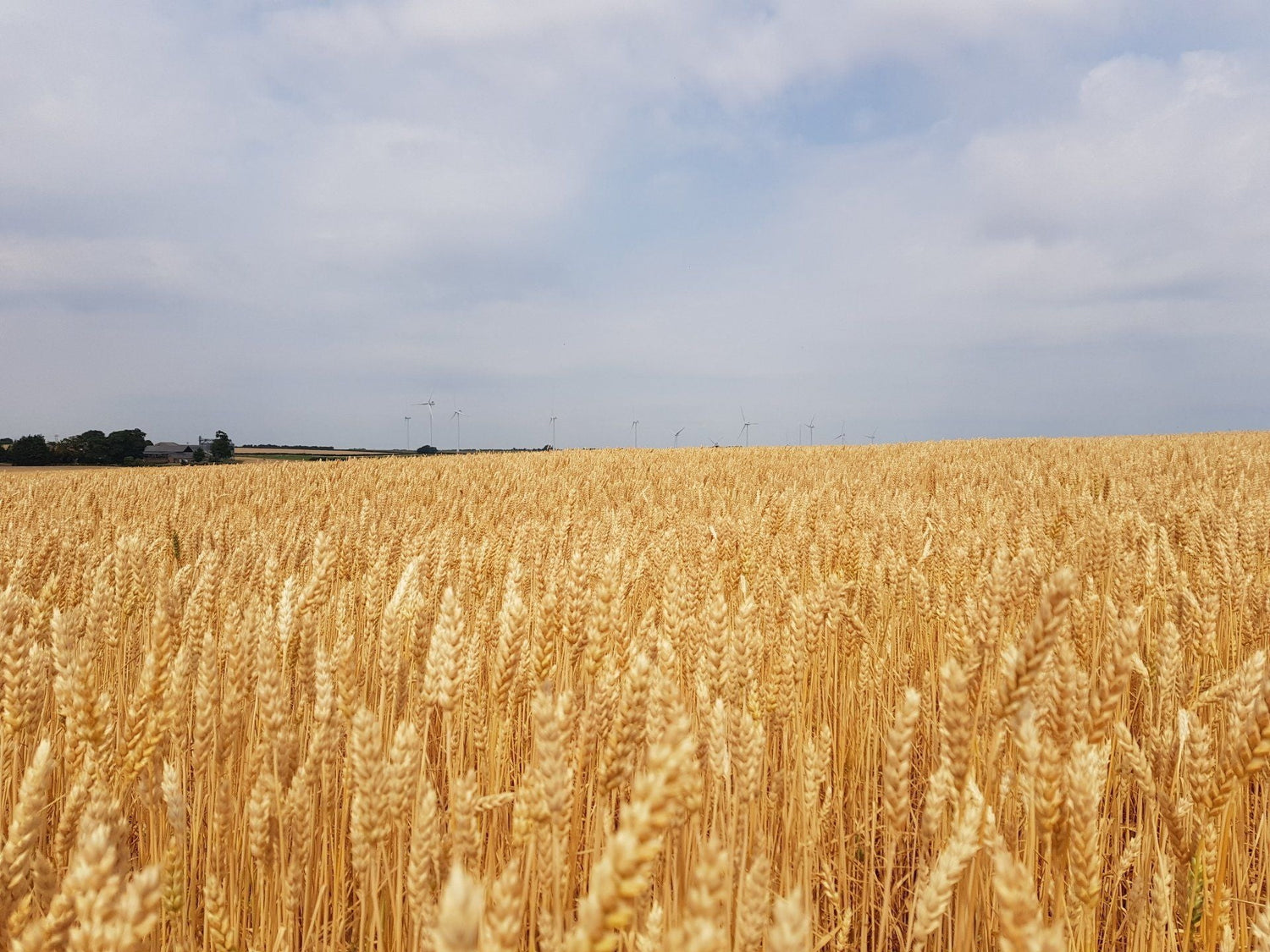 Spring Wheat