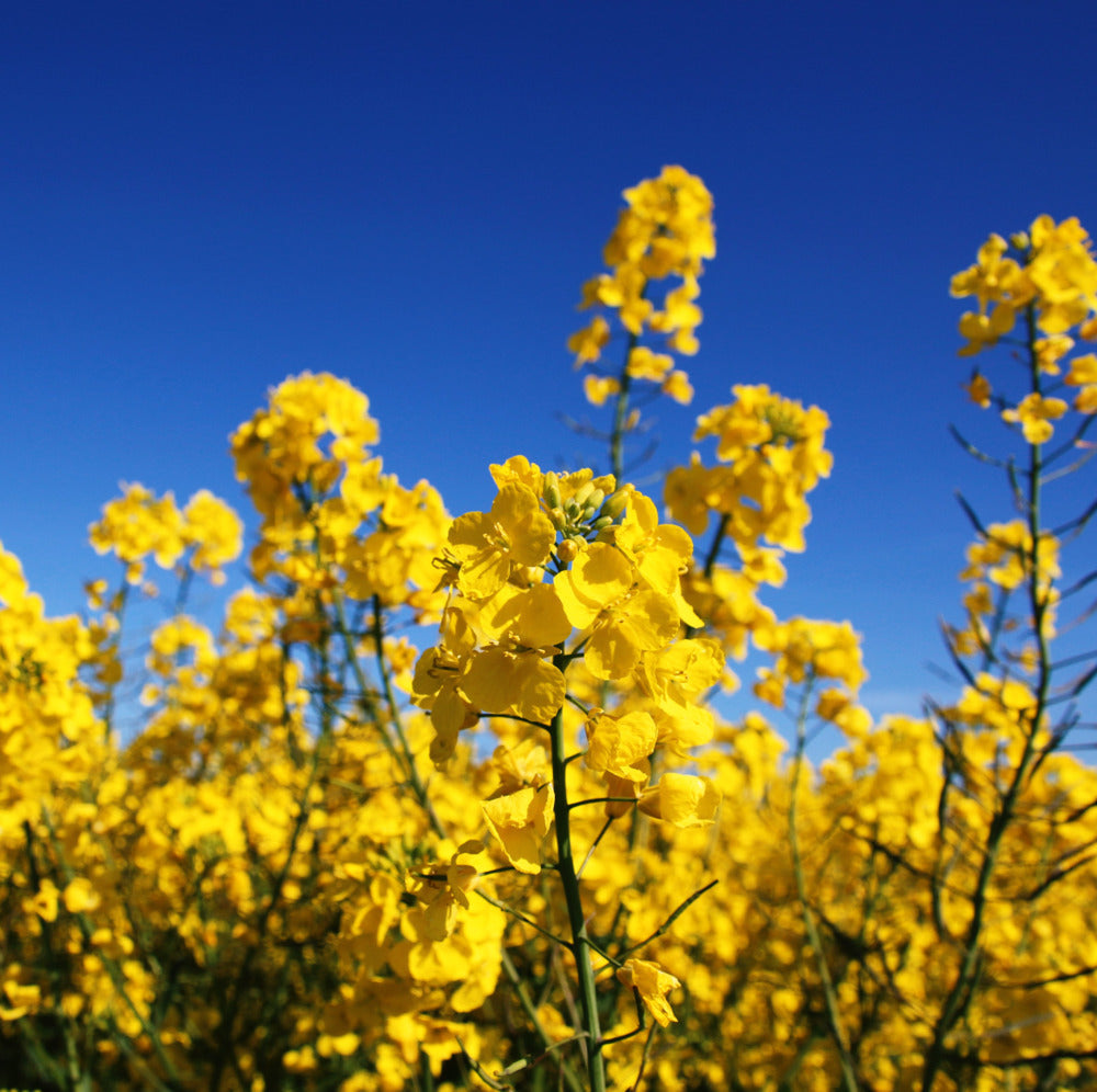 Oilseed Rape