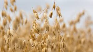 Spring Oats