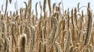 Hybrid Rye