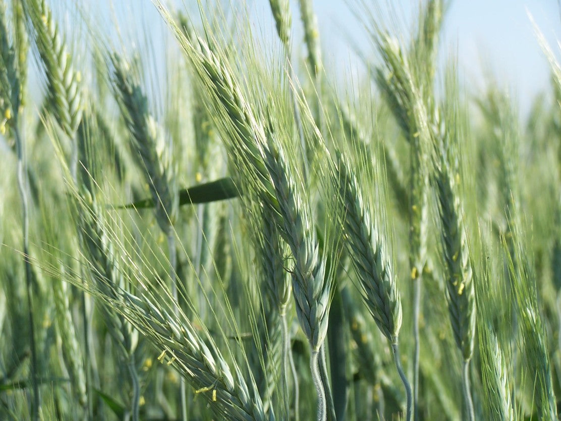 Triticale