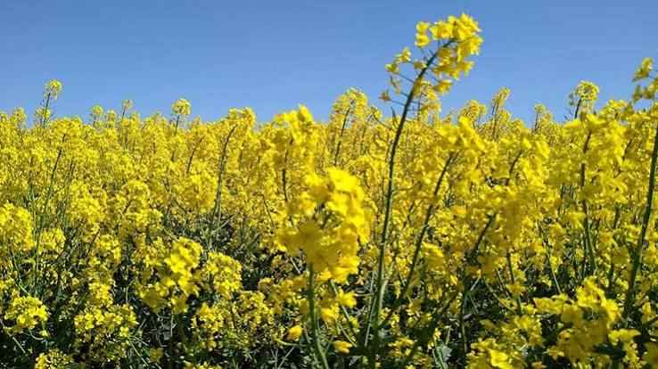 Winter Oilseed Rape Seed