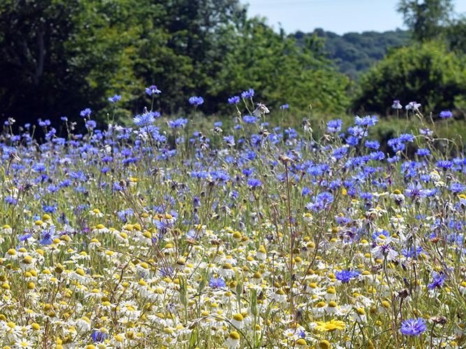 Wild Flower Seed Mixes