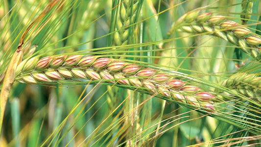 CRAFT Winter Malting Barley: Consistent Yields for Premium Ale Brewing