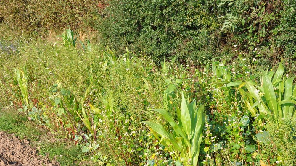 Traditional Game Cover