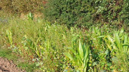 Traditional Game Cover