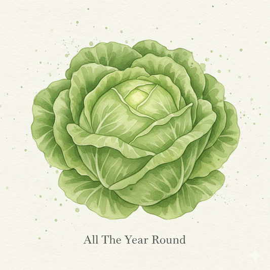 Botanical watercolor of All The Year Round lettuce showing a succulent green butterhead with tender leaves and a crisp heart.