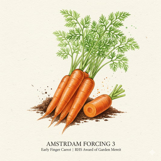 Botanical watercolor of Amsterdam Forcing 3 carrots showing slender cylindrical orange roots and lacy green foliage.