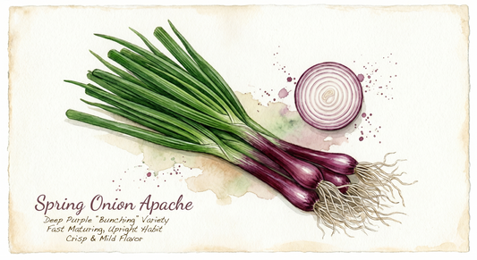 Spring onion Apache variety by The Puzzle Seed Company, deep purple bunching onions with lush green tops and multiple bulbs.