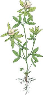 Berseem Clover