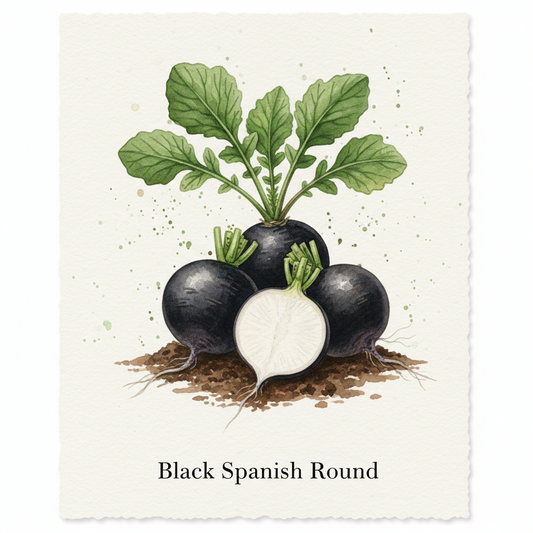 Botanical watercolor of Black Spanish Round radishes showing globe-shaped roots with black skin and a crisp white interior.