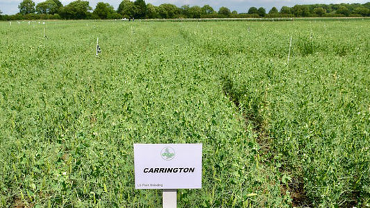 Carrington - Blue/Green Pea