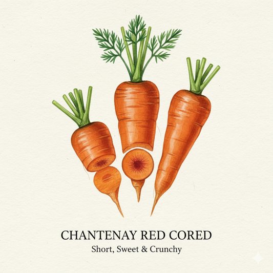 Illustration of Chantenay red cored carrots on a beige background