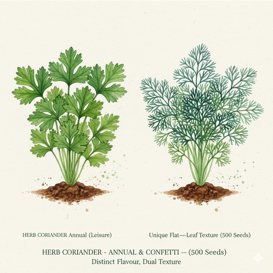 Coriander seeds herb seeds from The Puzzle Seed Company, featuring classic 'Leisure' and lacy 'Confetti' varieties, shown in profile.