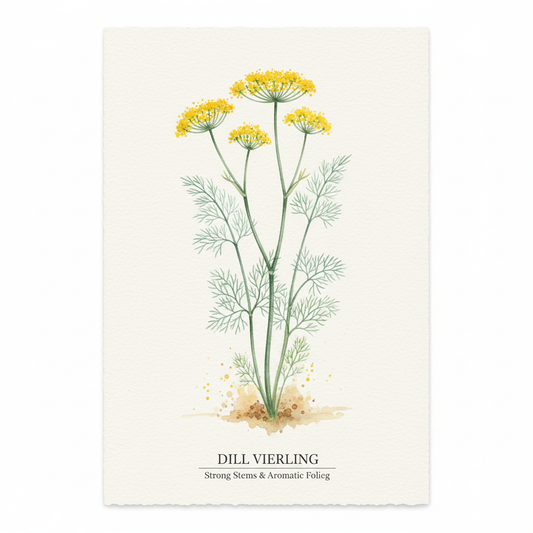 Dill seeds from Vierling herb seeds, showing strong stems and bluish-green foliage, ideal for aromatic herb gardening.