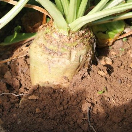 Enermax "Energy Beet"